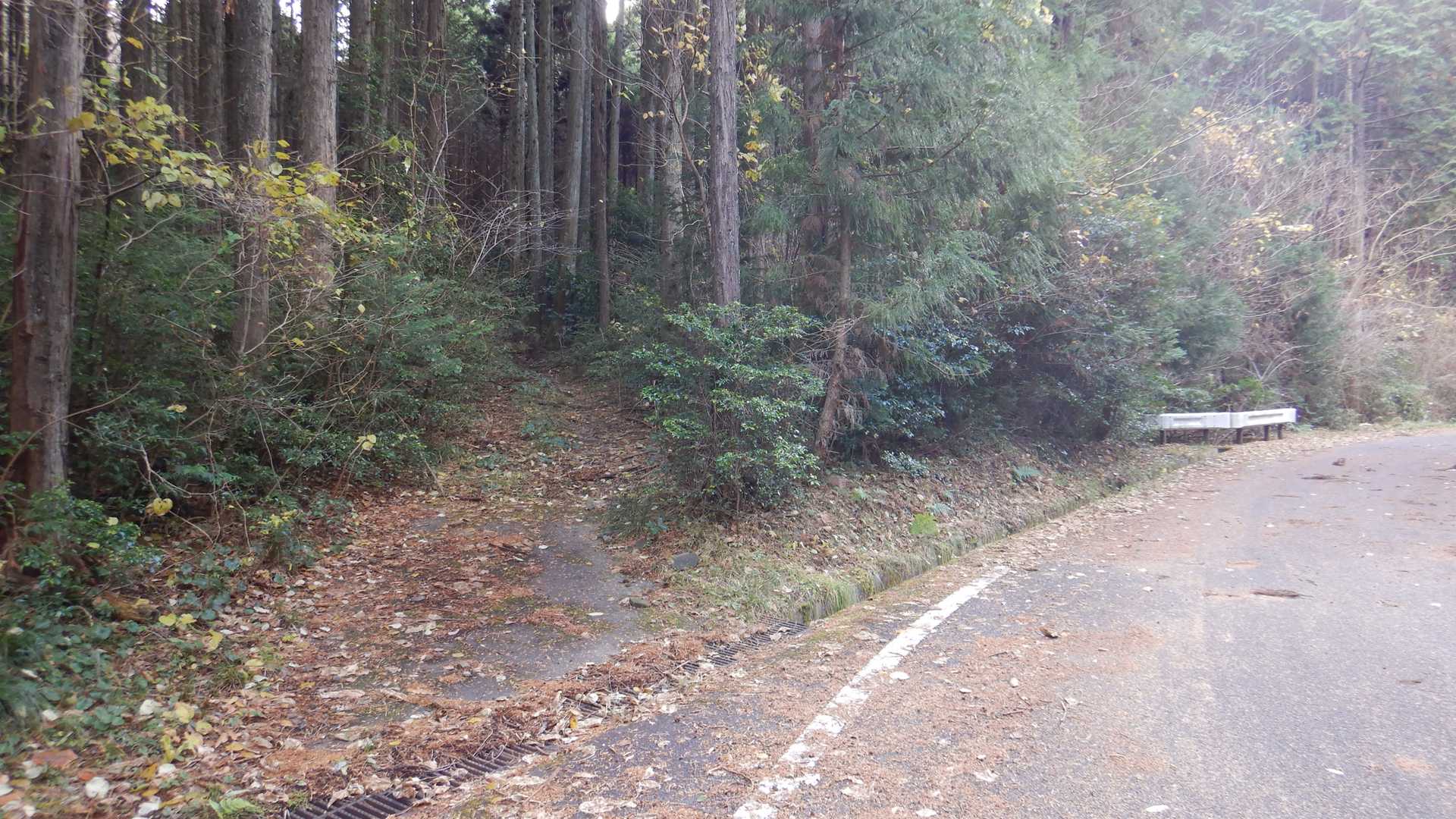 車で登って来た林道まで降りて来ました 😅