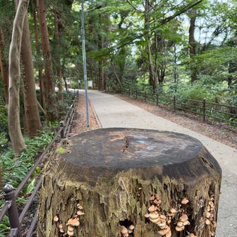 今日も何も無い。以前7時半頃にセッティングしているのに遭遇したが復路も無い。どうしたんだろうねえ😮