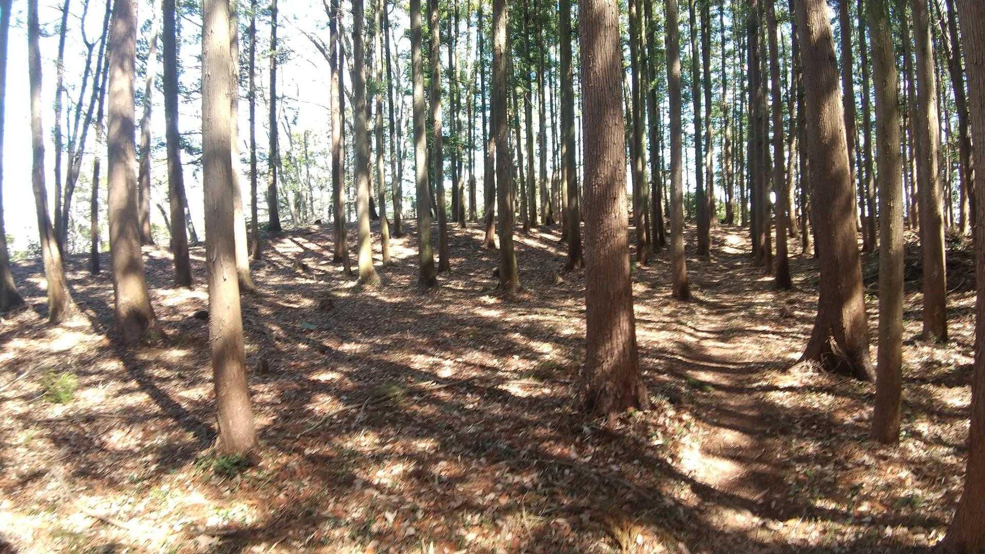 山頂から林の中をしばらく歩くと城山(青山城跡)です
ここも展望はありません😓ここからまた少し戻り東へ下ります😅