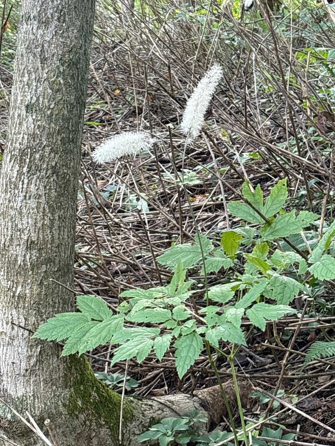 サラシナショウマ