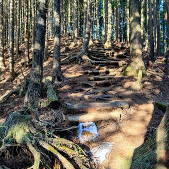 気を取り直して進んでいると、名もなきピークに向けて、急登します