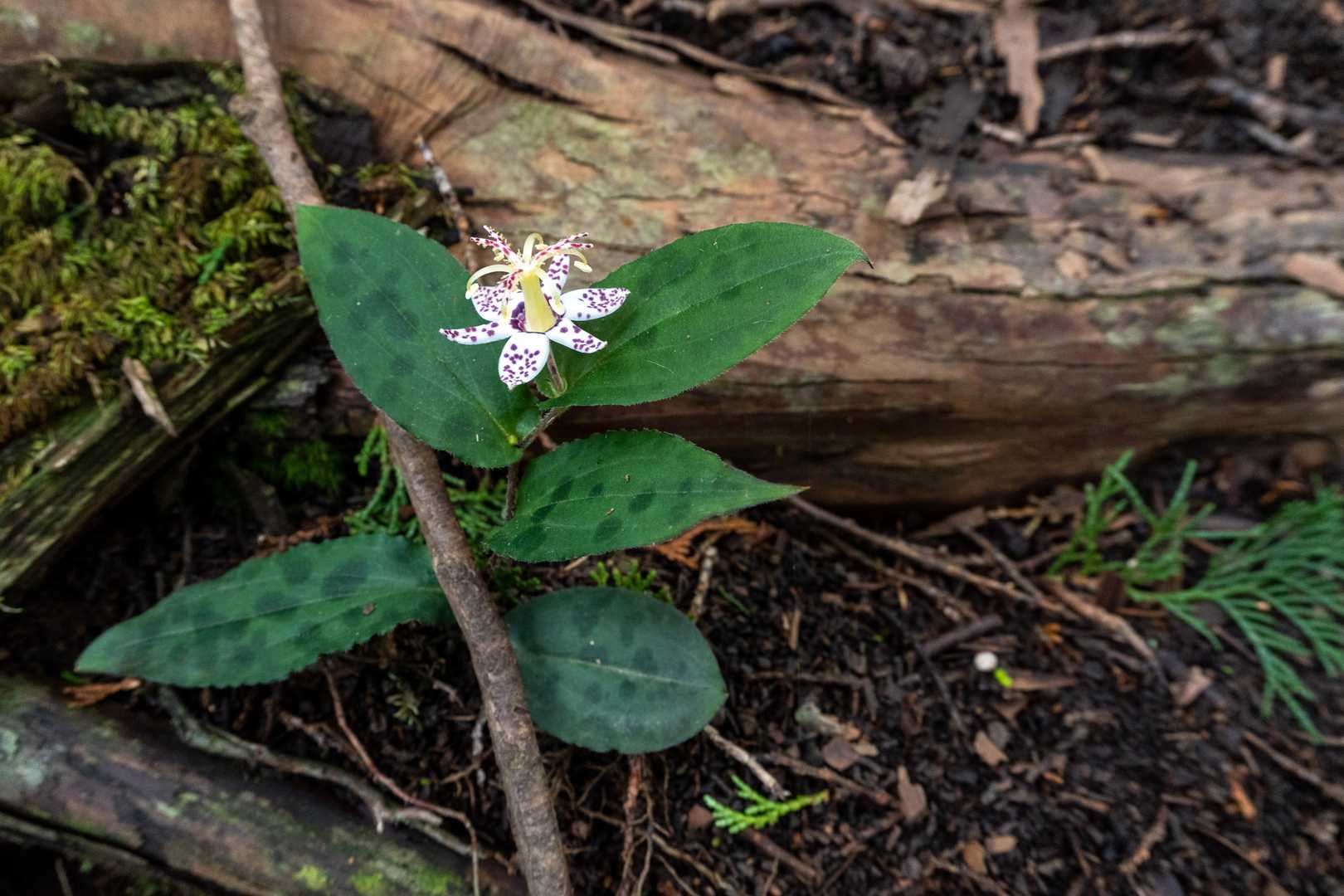 ホトトギスの花が咲いていました。