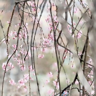 枯れ木の向こう側に桜枝あり遠い🌸
