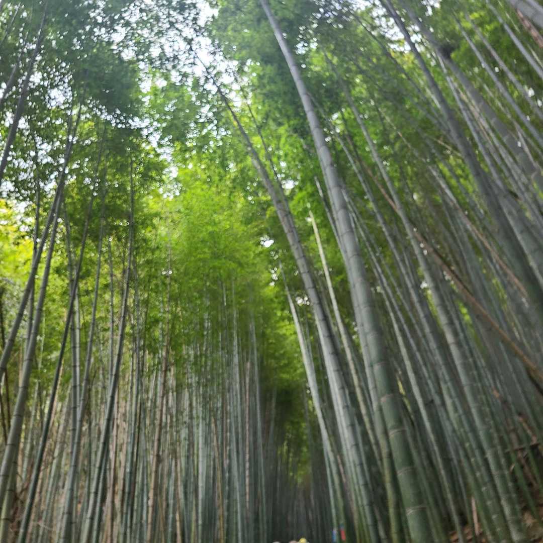 竹林❣️