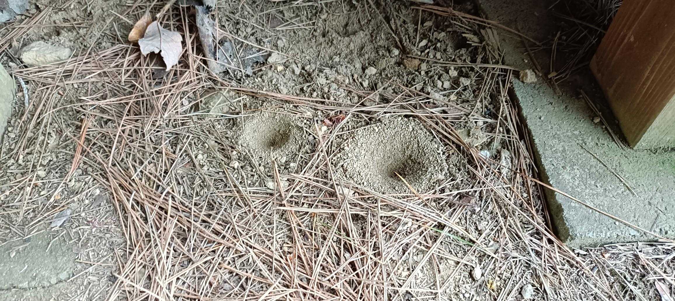 東屋の砂地に蟻地獄がいっぱいあります