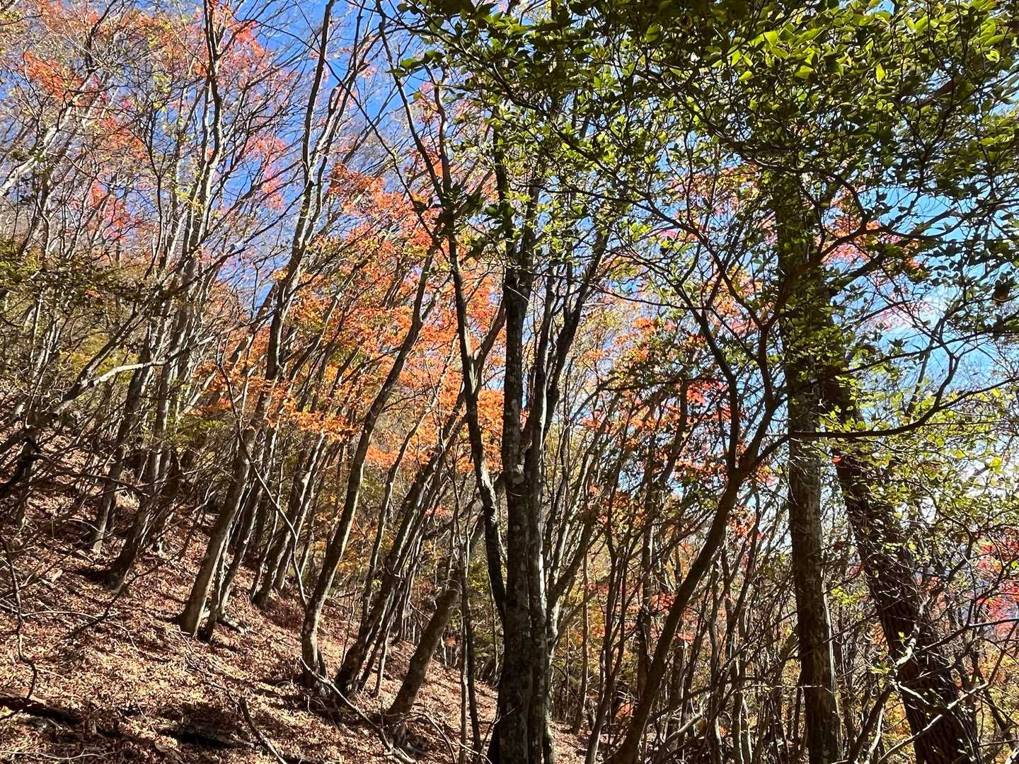 ちょっと紅葉🍁