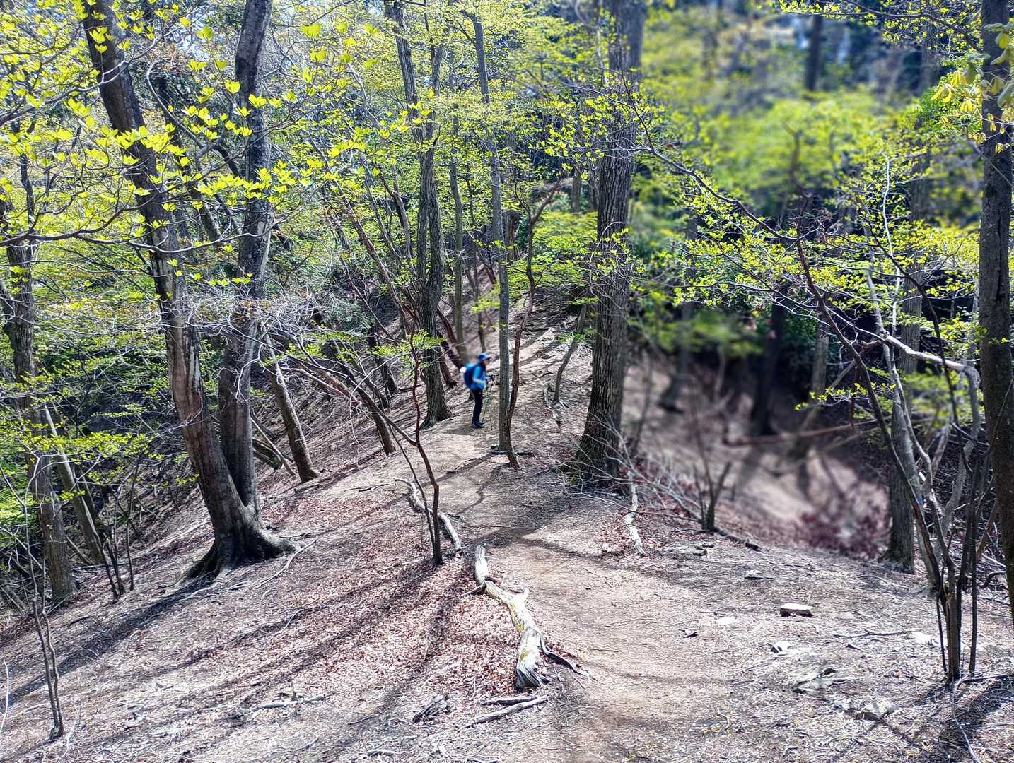白谷沢登山口-棒ノ嶺(棒ノ折山)-黒山-逆川ノ丸-岩茸石山 縦走コースの写真