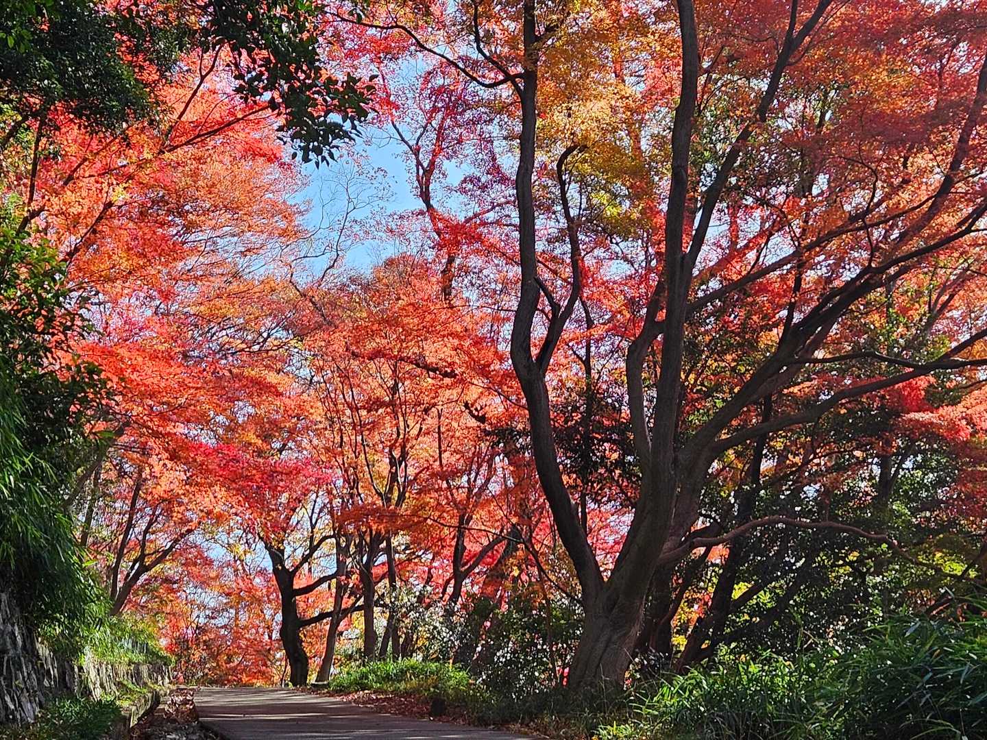 金鳥山 往復コースの写真