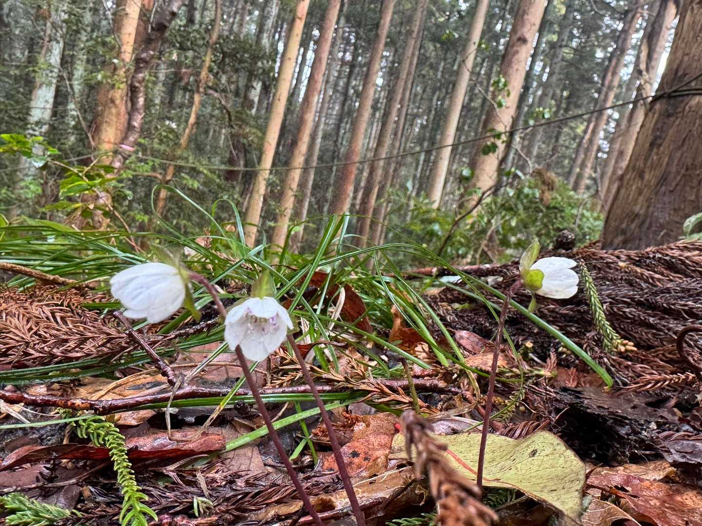 小さい雪割草みっけ💓
