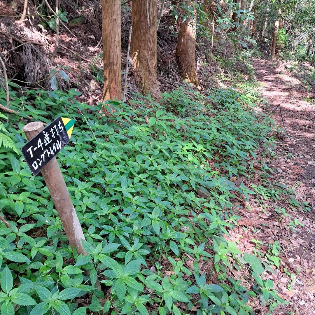 スタート地点に戻ってT-4の方に進み直しです🎶