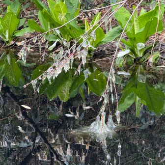行きに気づかなかった池のダラーンとした卵はサンショウウオのとかナントカ😱爬虫類はノーサンキューなので〜🐸