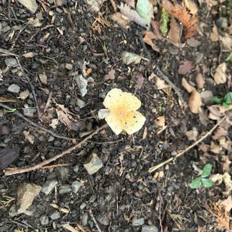 花みたいなきのこ