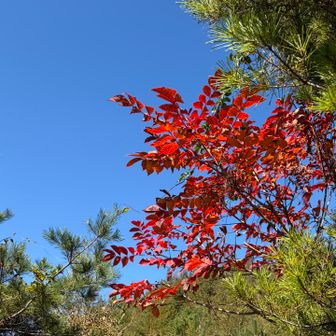 このエリアは完全に紅葉始まってますね🍁
