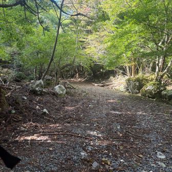 後は林道を帰るだけ。
何この安心感😄
痩せ細って崩れ落ちそうな山道に
ビビらずに歩けるって幸せw
