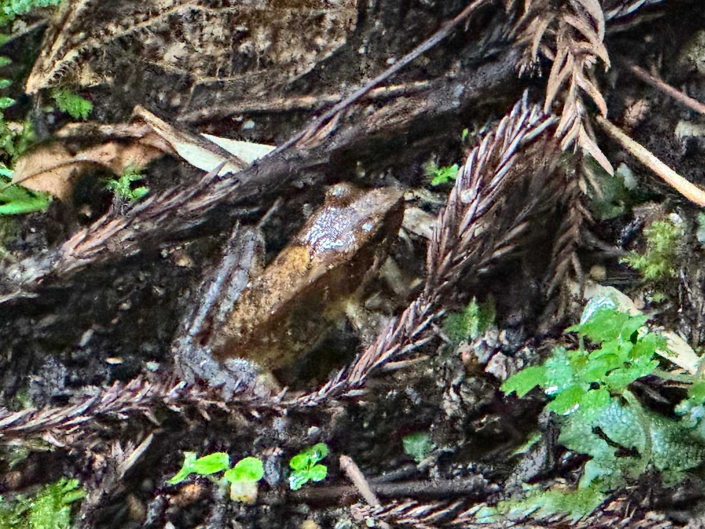 🅿️に車を停めてStart🥾
早速現れたのはタゴガエル🐸かな？