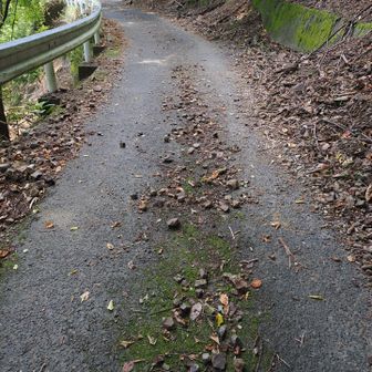 帰りは県道81号を倉真温泉方面へ走りたいので下見を兼ねて落石を除去しなが粟ヶ岳山頂へ戻ります。
ここもなかなかの険道です😅