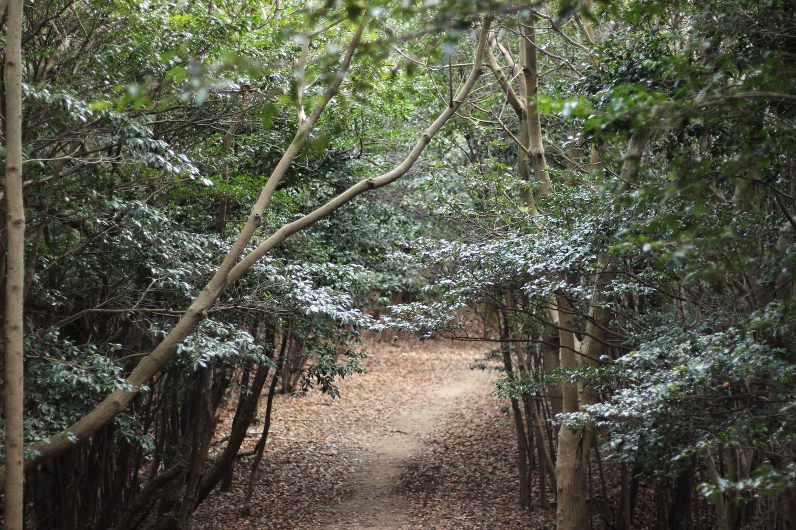 観音岳 往復コースの写真