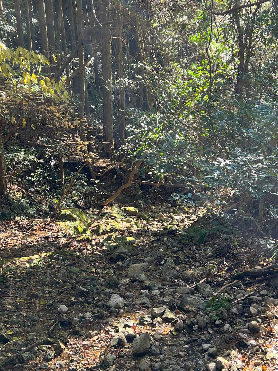 下山ルート上ではココが1番☝️の難所
結構な距離をゴロゴロ石ころ🪨だらけ
ガレガレでした😅はぁ〜疲れた😮‍💨