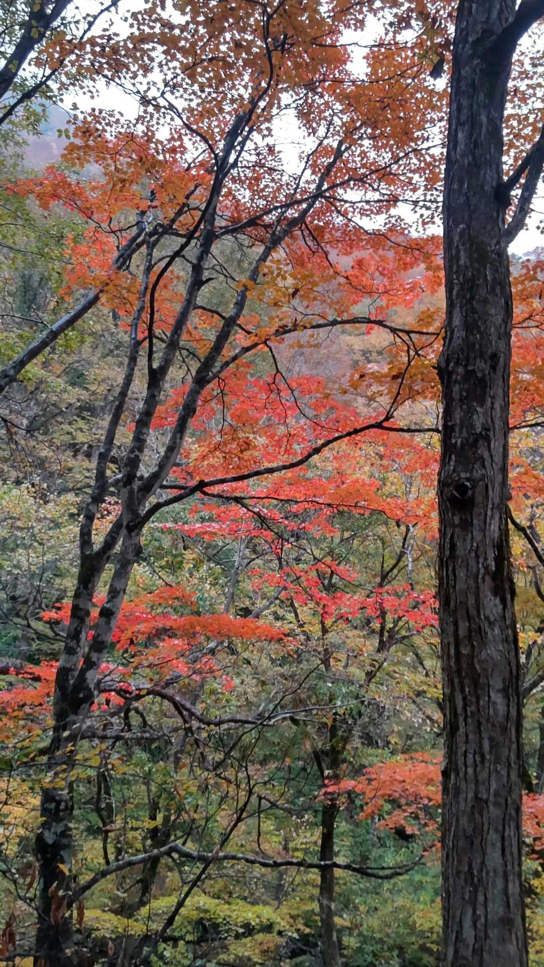 旭原登山口-大源太山 往復コースの写真