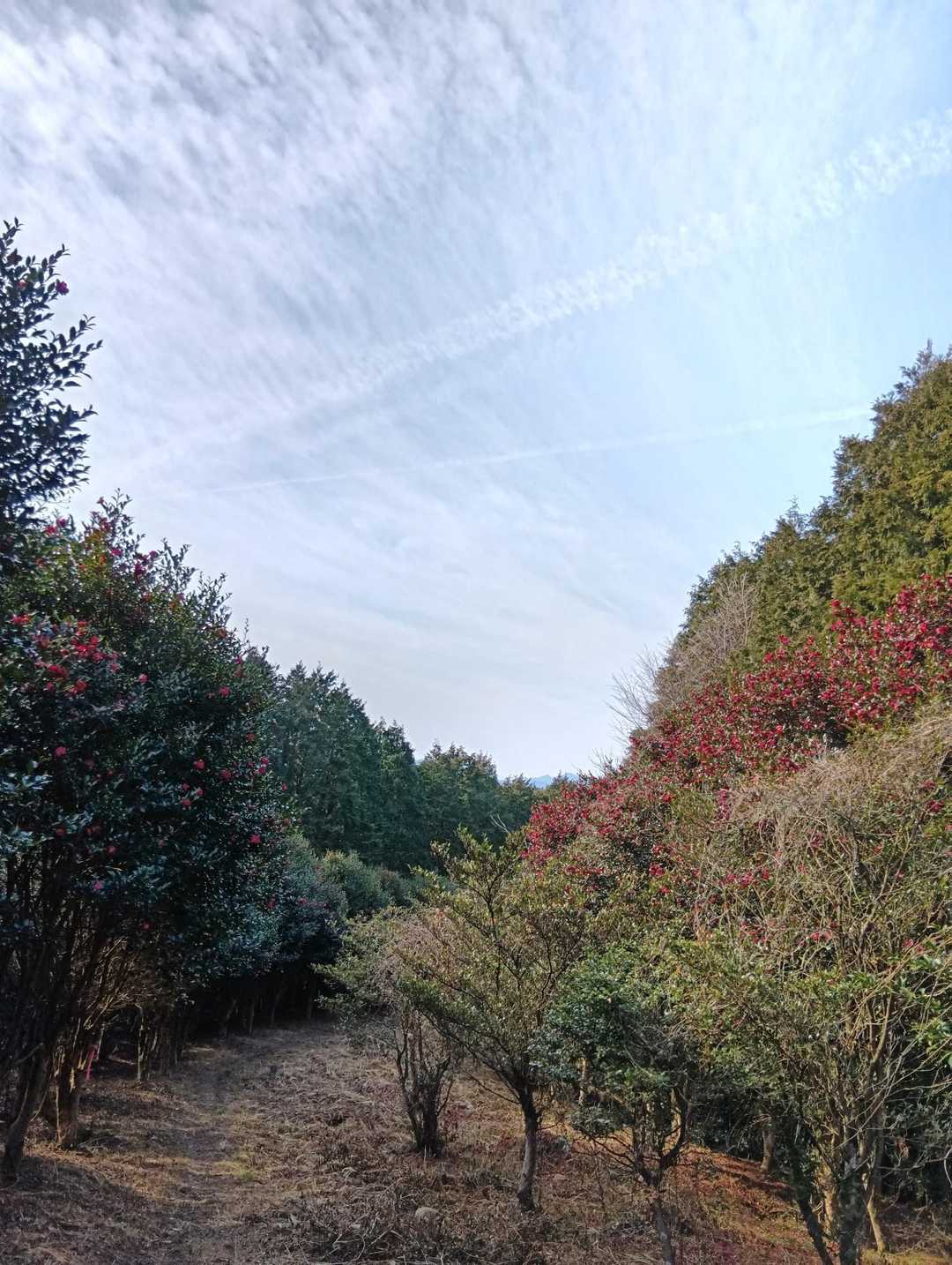 みはらしの丘🌼