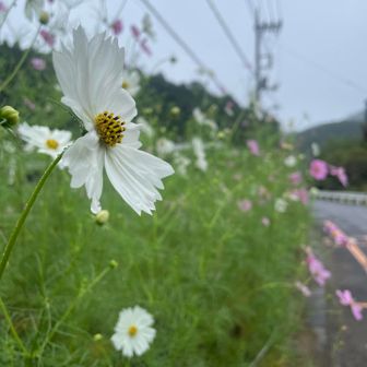 コスモスが咲いていました