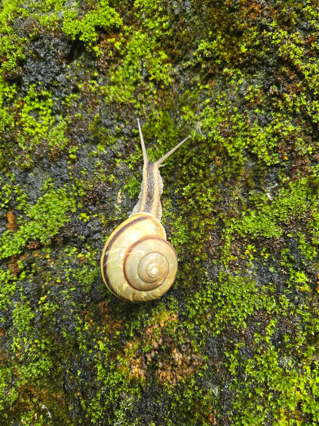 敦賀マイマイ🐌