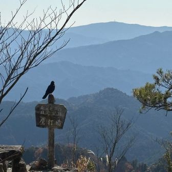 ⁉️
鷹打場にタカか😳

→拡大してみて🔍

カーって鳴いてた🤣まぎらわし❗️