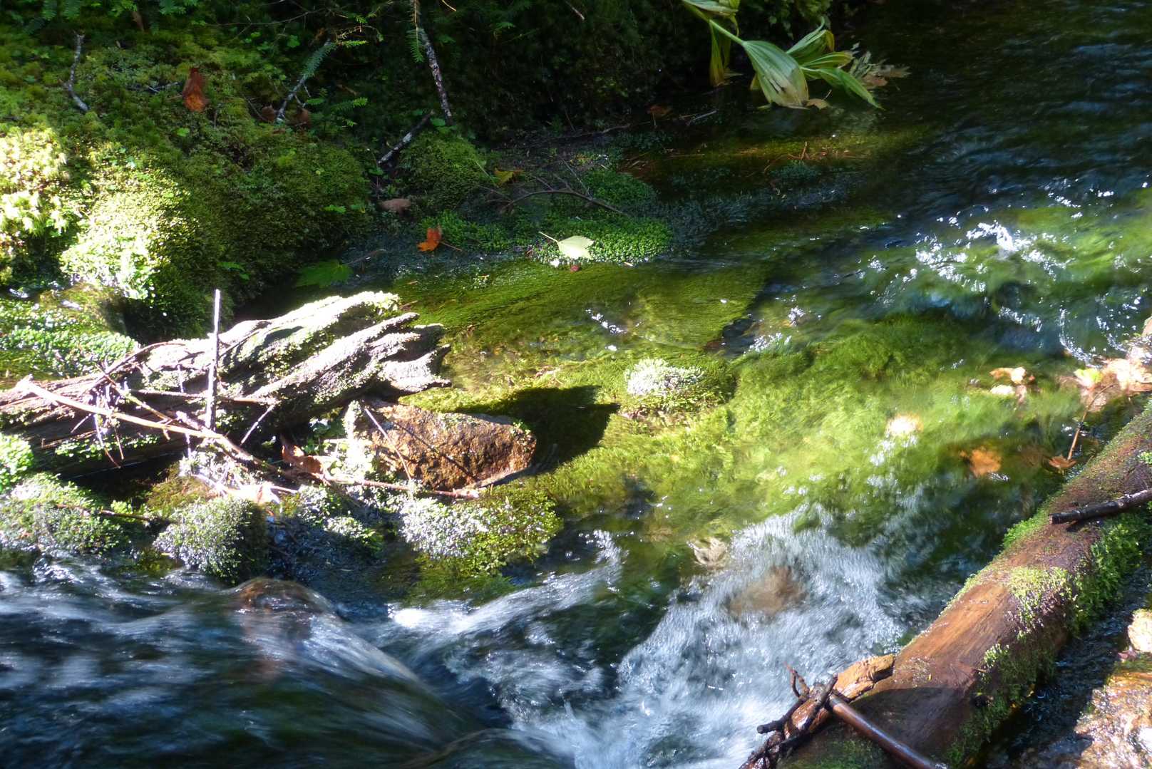 このあたりから、流れの中にも苔いっぱい。
