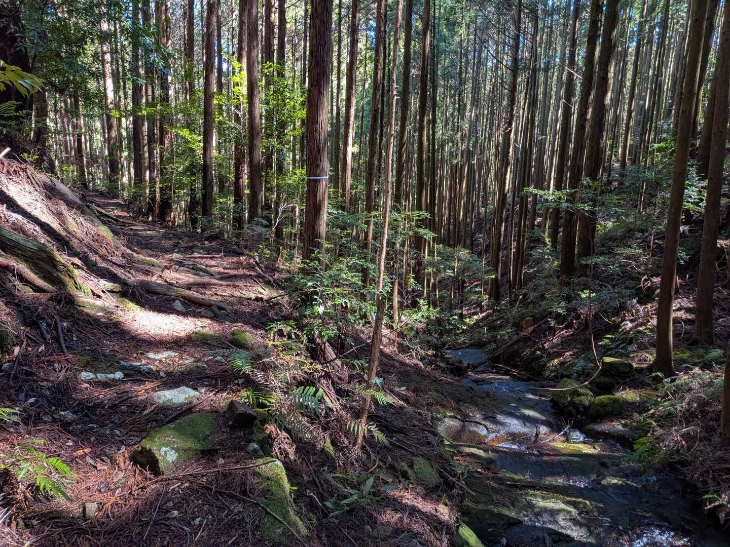 烏帽子山俵石登山口-烏帽子山 往復コースの写真