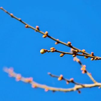 白く膨らんだ蕾が増えてきました