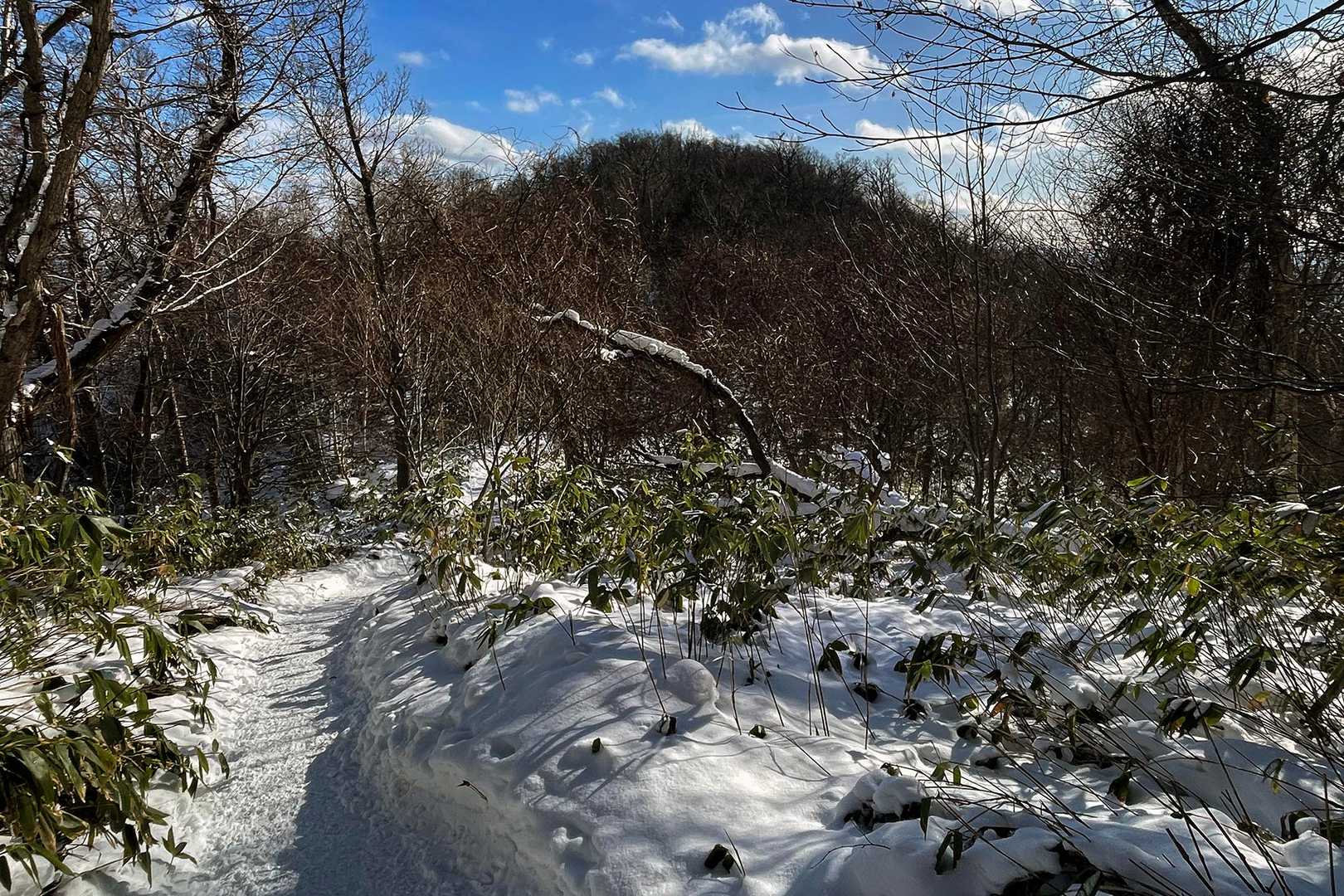 山鼻山って登っている感覚が全然無いのに、こうして見ると思っていた以上に山なんだね。