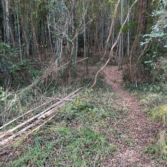 ここから登るのね。