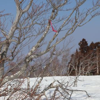 着いた？このテープが山頂か？