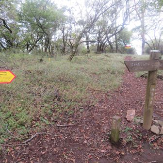 小丸尾根の下山道への分岐点。ここから下ればきっと誰にも会わない。