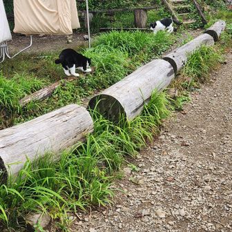七ッ石小屋のヌシが2匹になってた(笑)