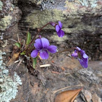 岩場の隙間にスミレ💜