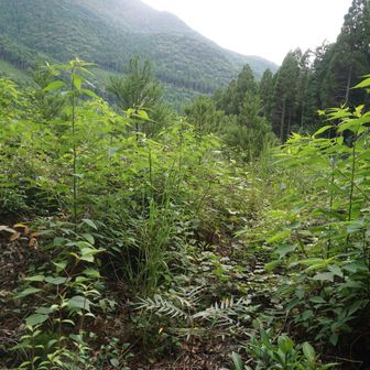 大原越
これより林道に下るのだがヤブ！
入口はとくに酷かったので、左手の杉の植林の際に沿って下りたのだが行き止まり。本来の道に戻るもダメ。
何処もかしこもとんでもないない藪。