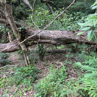 かなり大きい木が倒れて登山道を塞いでました