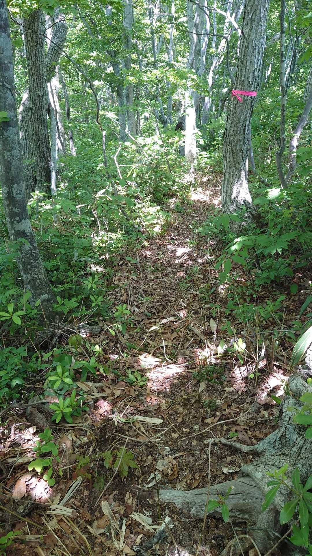 きれいに刈払いされています。登山道は明瞭です。ありがとうございます♥