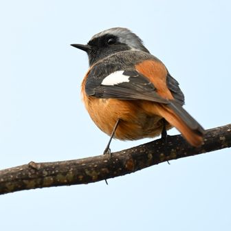 ジョウビタキの男の子　みんなジョビオって言うのね☺️
