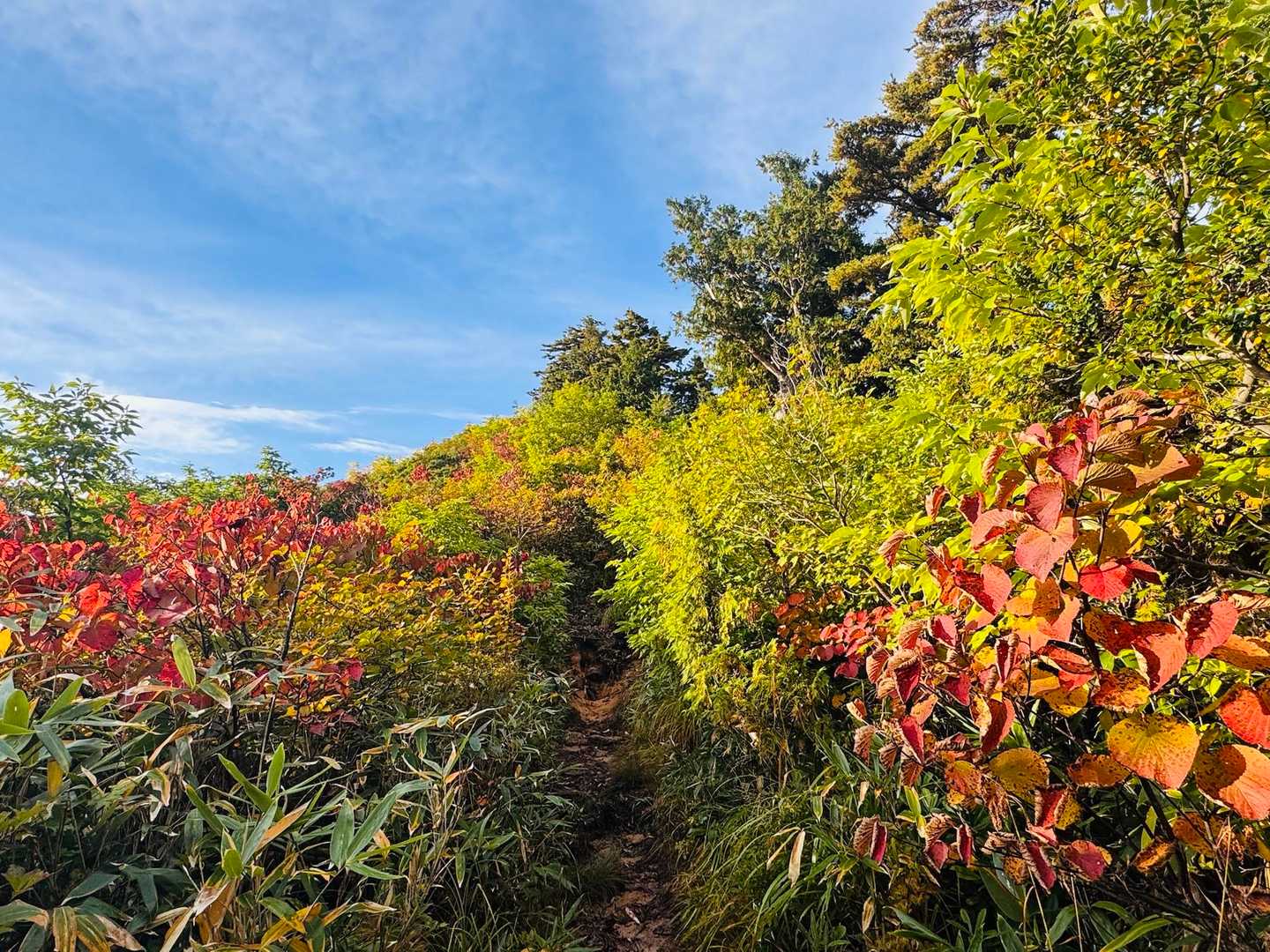 明るくなった稜線に出ると朝日に照らされた紅葉黄葉の道が迎えてくれます🍁