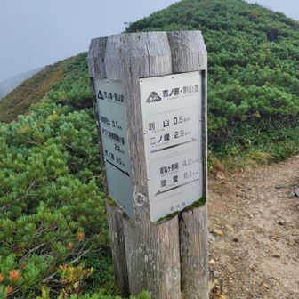 別山まで残り500m🐾

この500mが最近鬼門なんですー