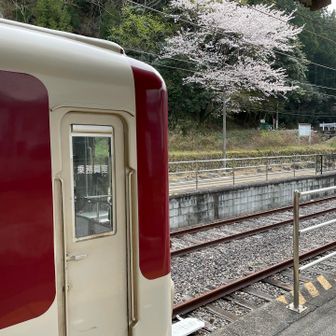 桜も満開ですね🌸