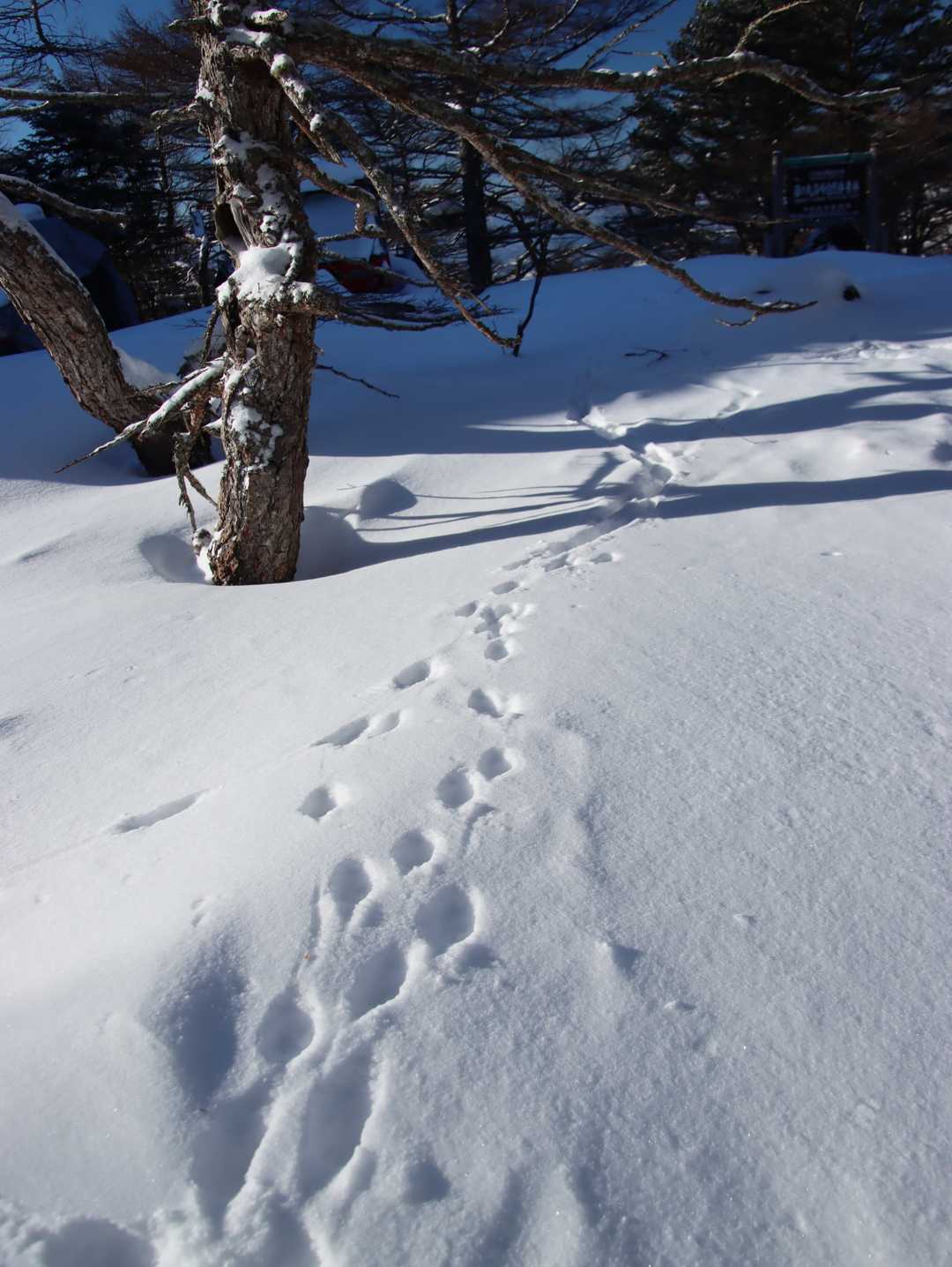 先行はどなたでしょ？