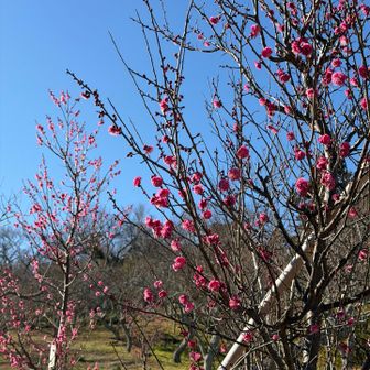紅梅咲いてましたー！可愛いーー！