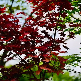 下山、紅葉し始めてます🍁