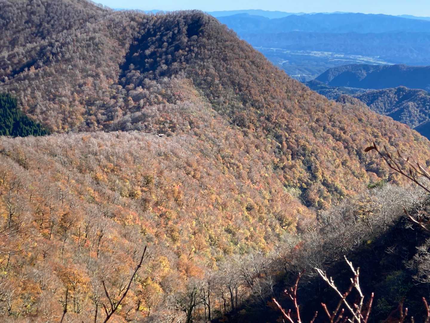 斜面の紅葉まあまあキレイ🍁