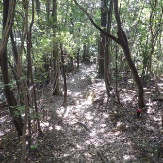２合目より下はほぼ樹林帯の中です