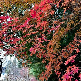御池のもみじはほとんど散ってたけど
ここだけ残ってた🍁めちゃキレイ✨