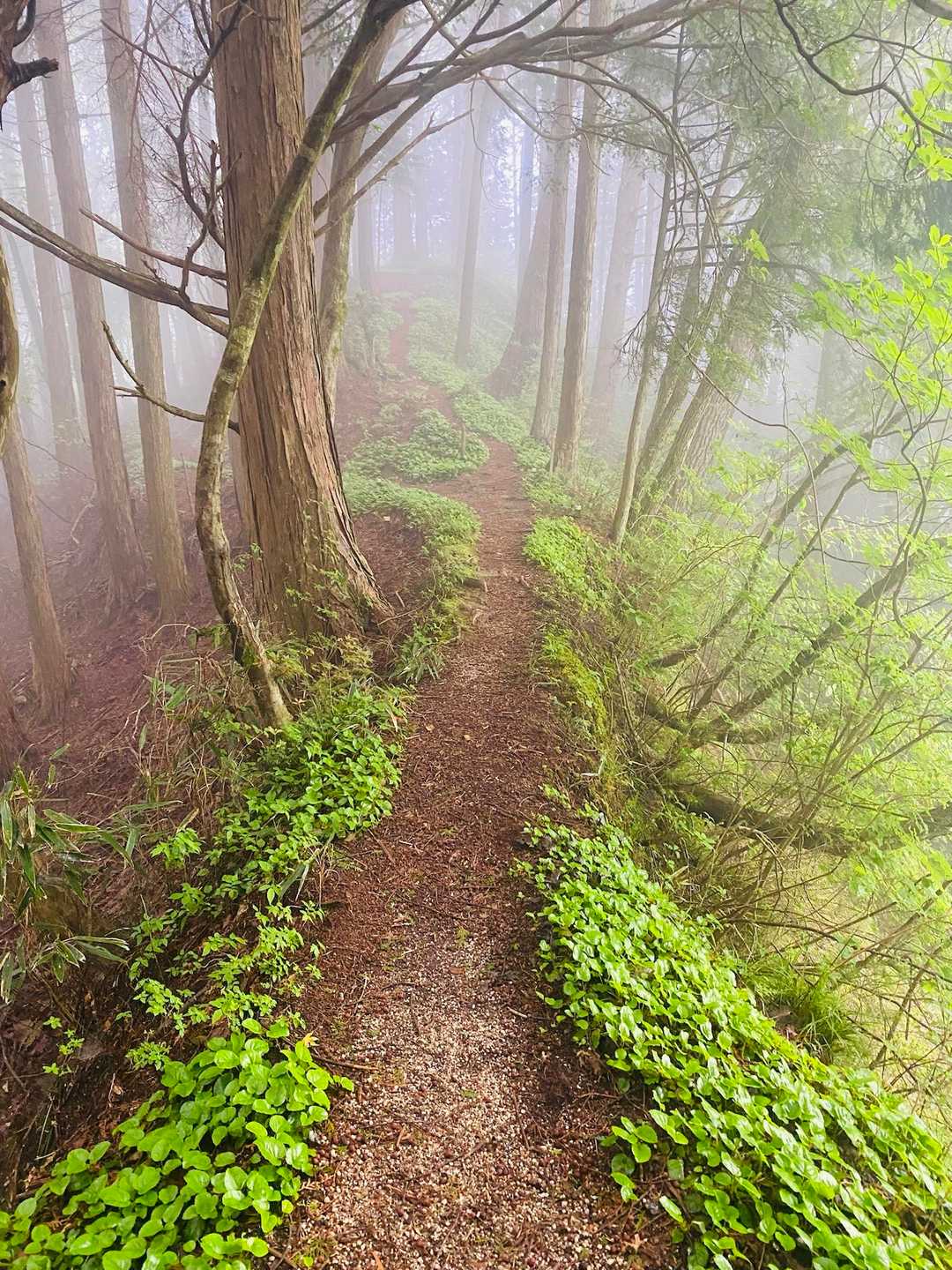 三森山 往復コースの写真